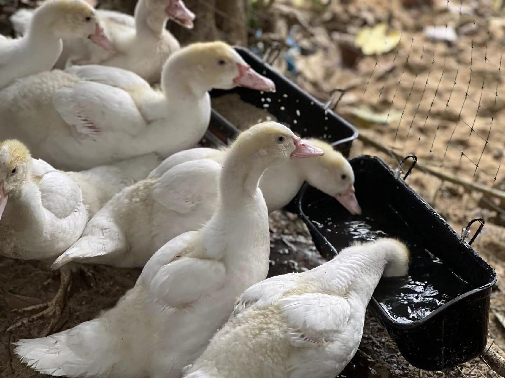 Terminalia Poultry Feeder in use with ducks