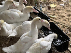 Terminalia Poultry Feeder in use with ducks
