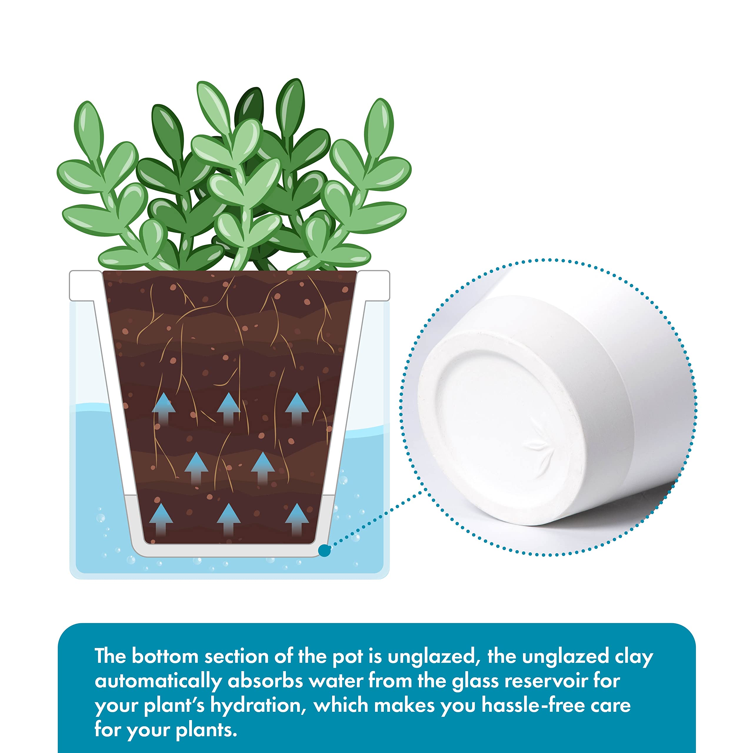 Terracotta planter with small aloe plant
