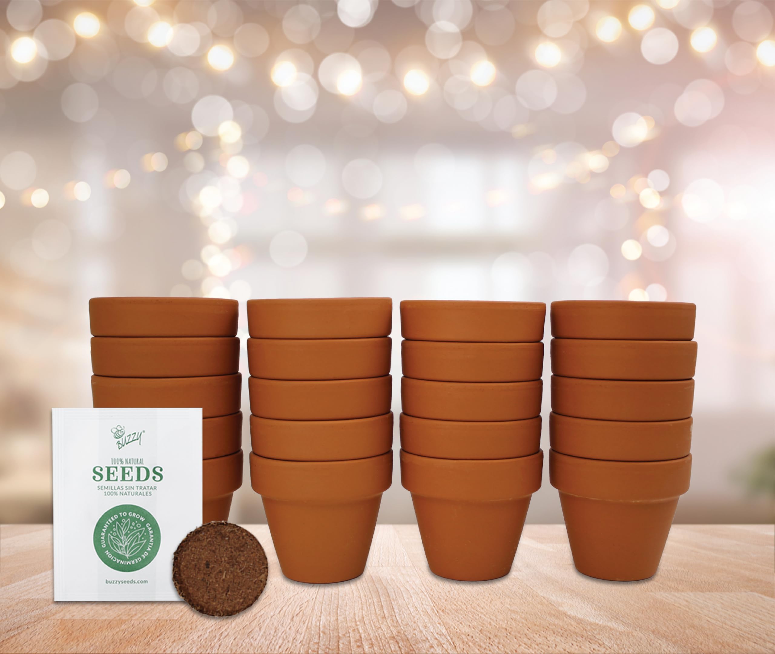Terracotta pots ready for planting spruce seeds