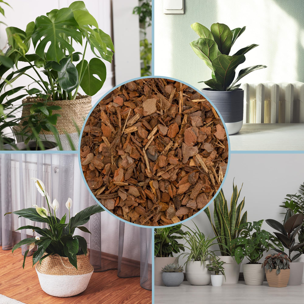 Terrarium setup with pine bark mulch as a base layer