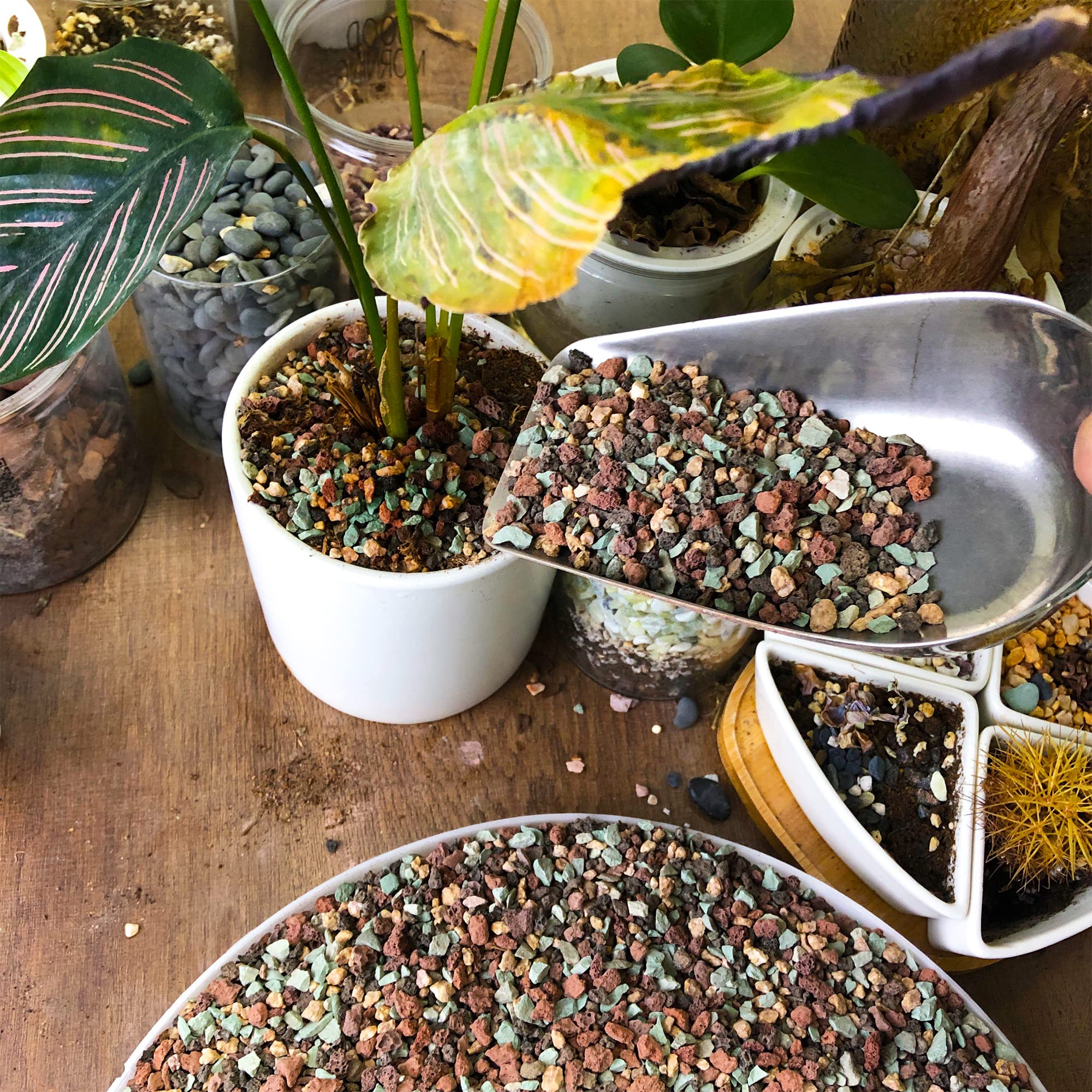 Terrarium with colourful CJGQ lava rocks