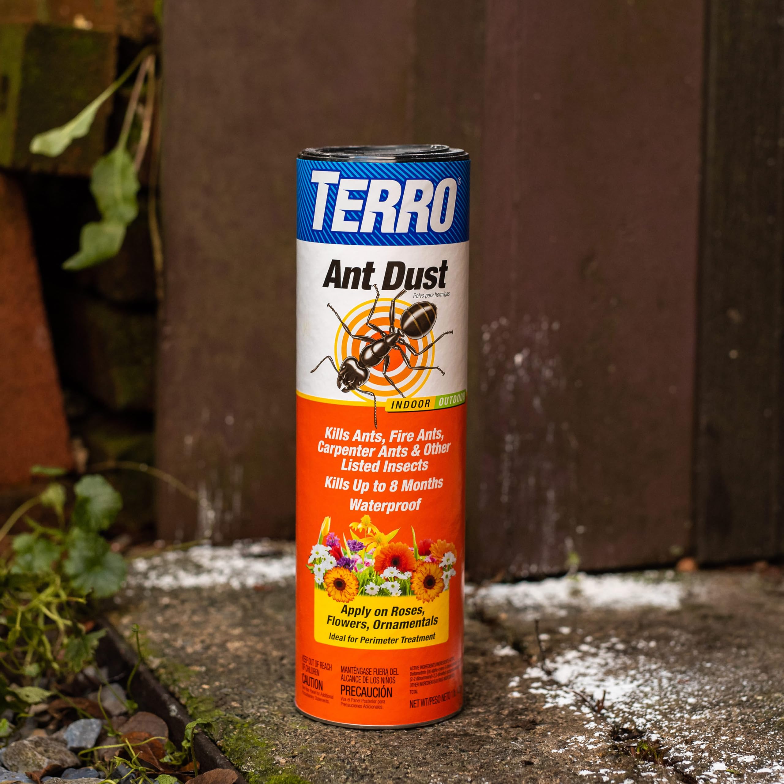 Terro Ant Dust on application surface with ants
