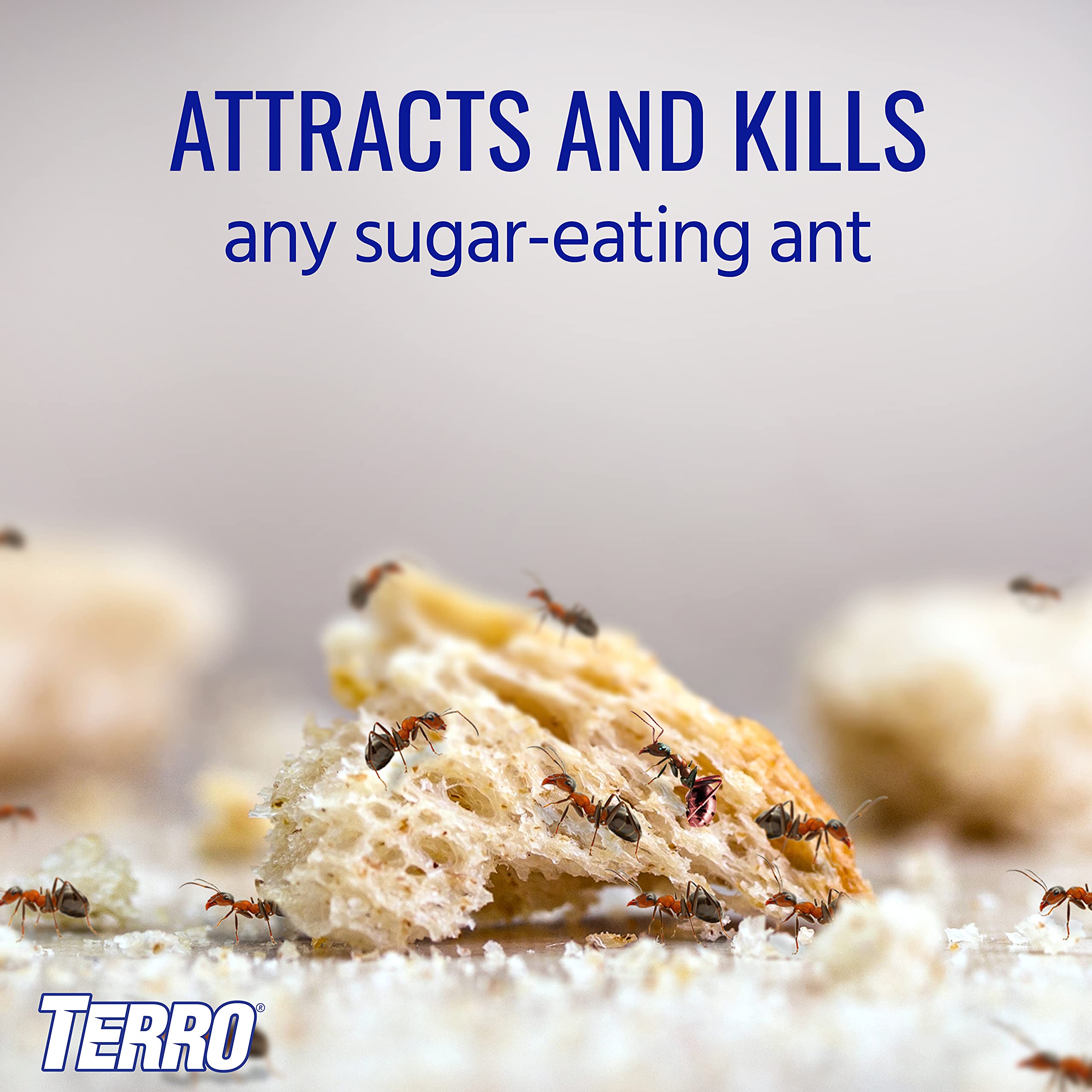 Terro Liquid Ant Killer cardboard tile placement