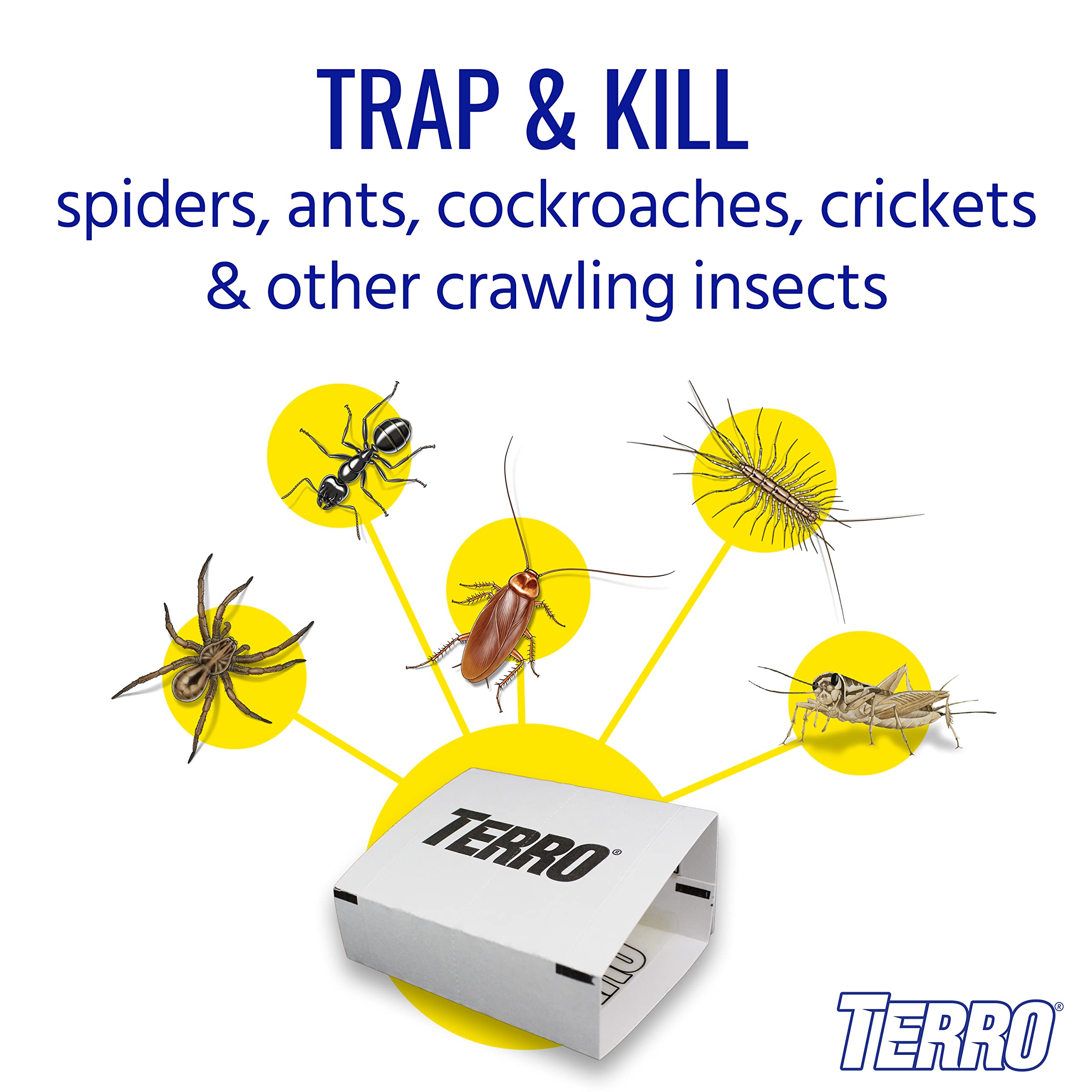 Terro sticky traps folded into concealed box