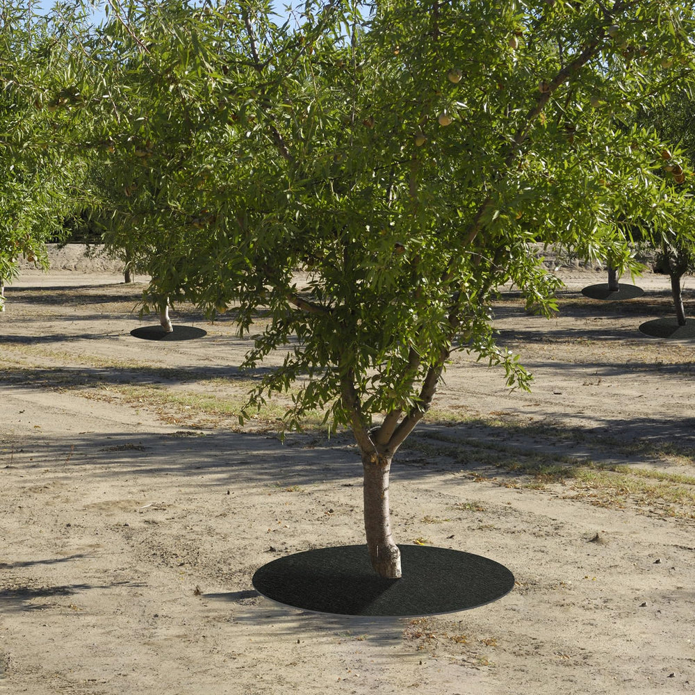 Tezhile tree rings showing moisture retention
