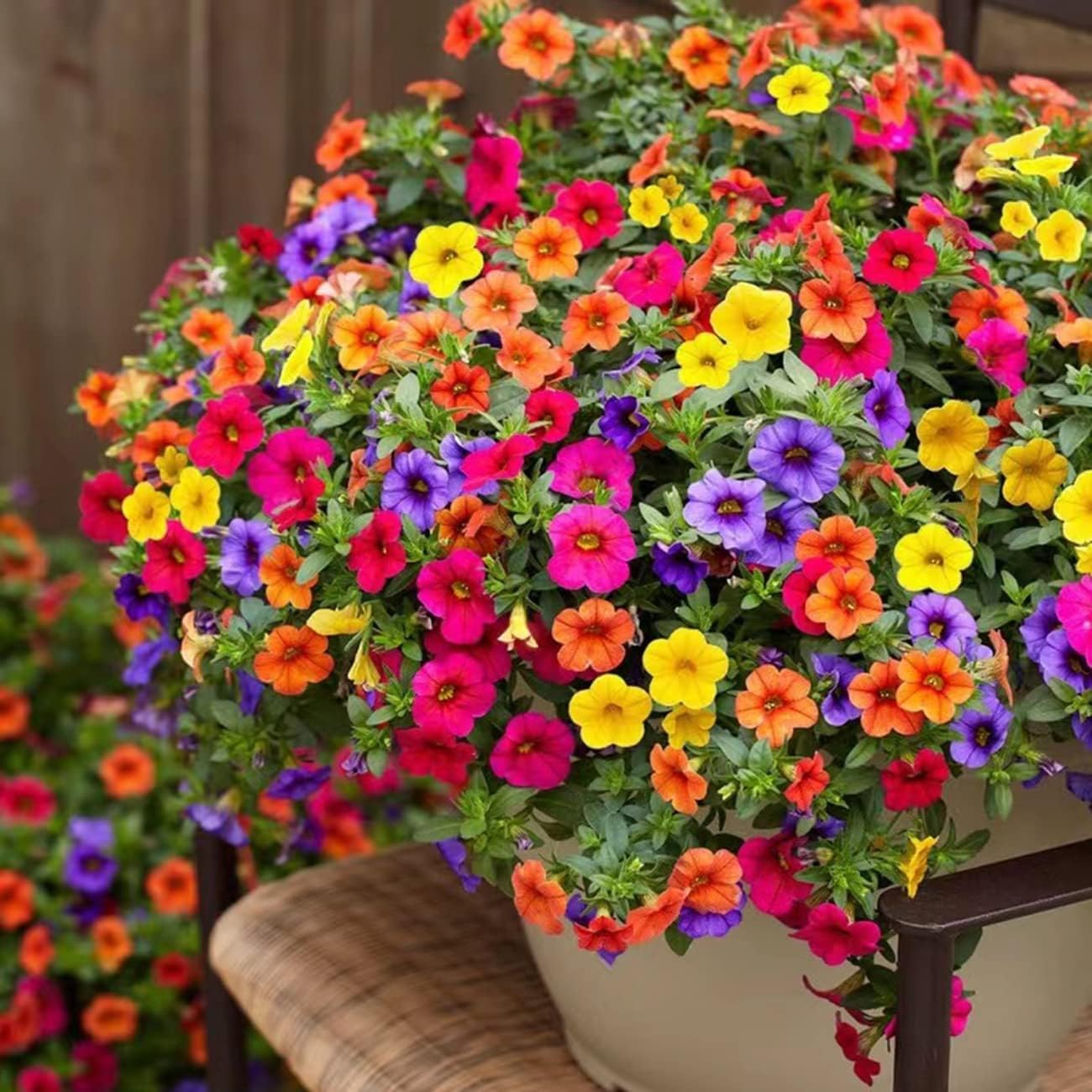 The Lucky Stars Petunia Seeds package featuring vibrant rainbow colours