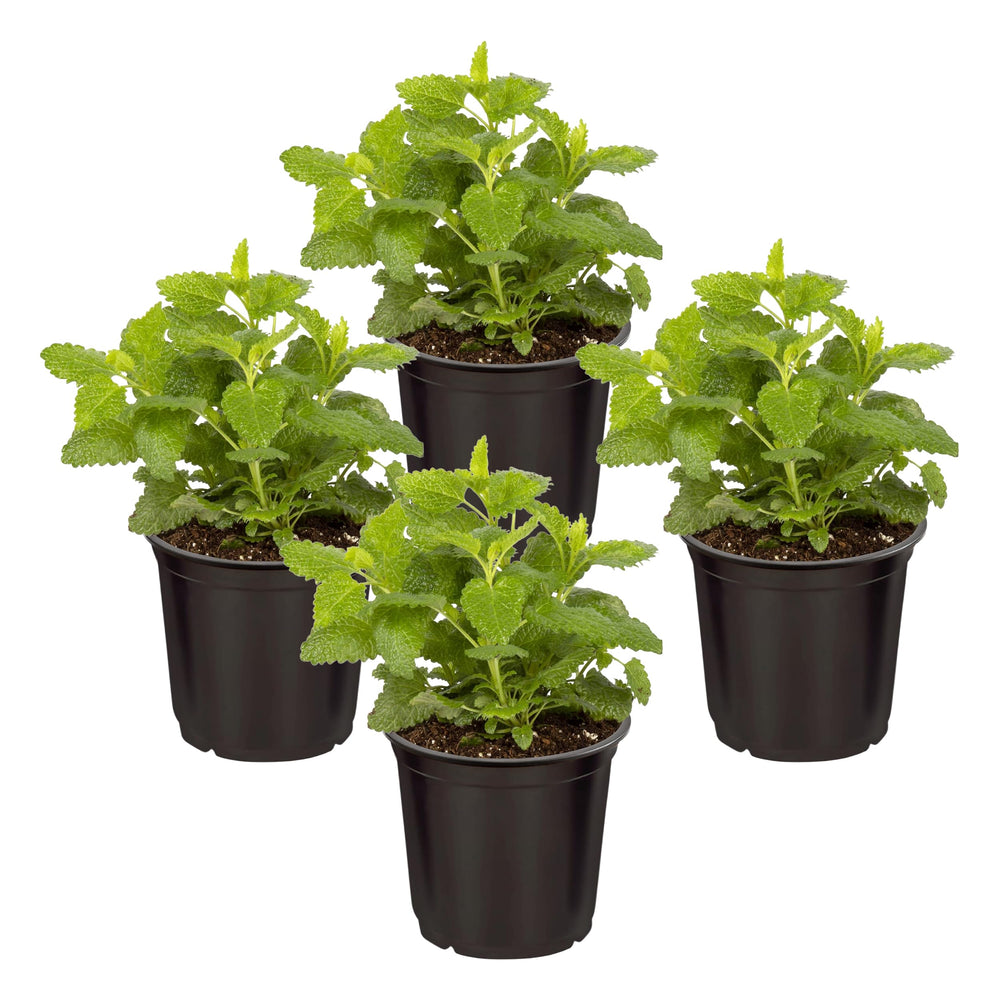The Three Company Eucalyptus 4 Pack front view with vibrant foliage