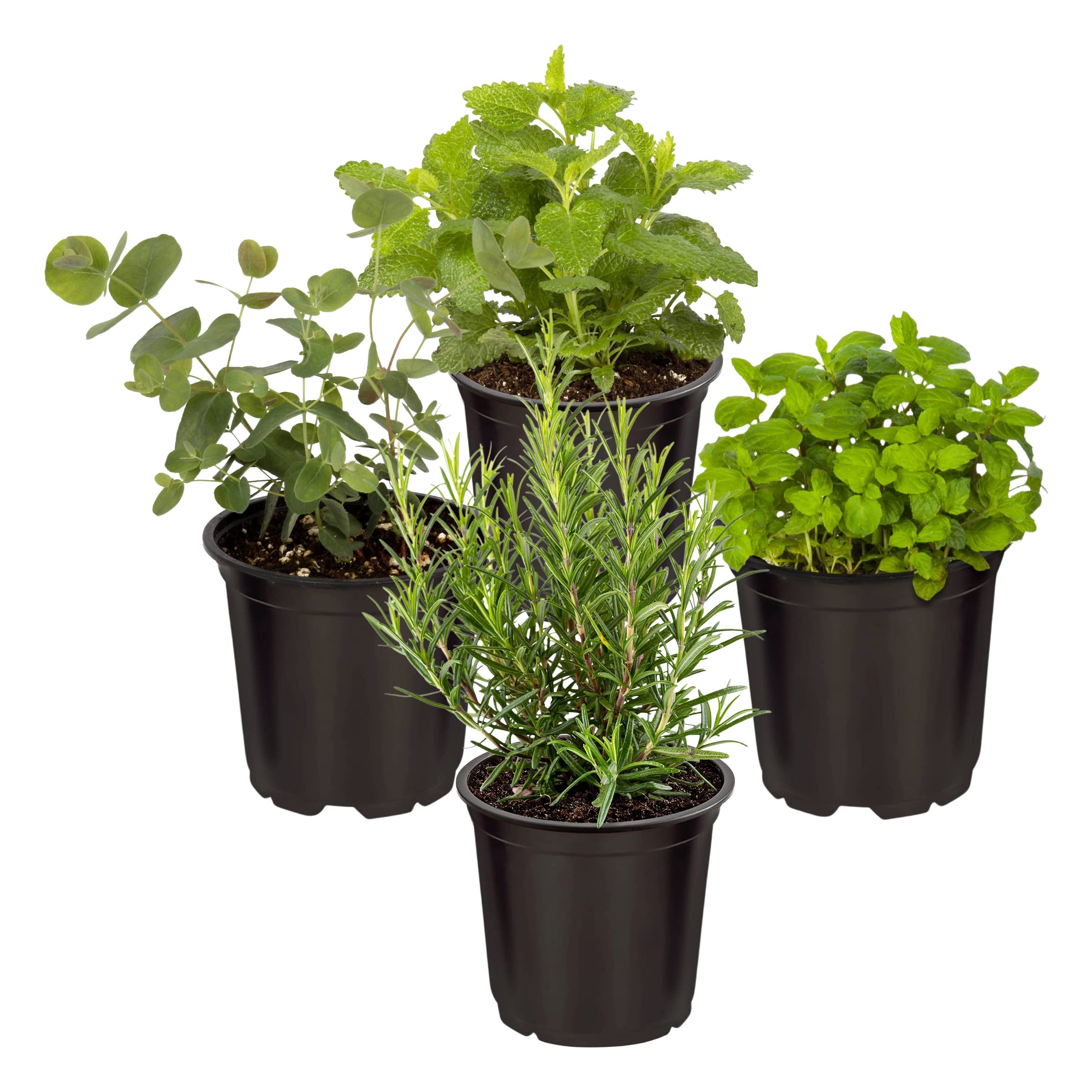 The Three Company Herb Assortment 4 Pack with assorted live herbs