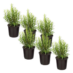 The Three Company Herb Assortment 6 Pack assorted herbs in pots