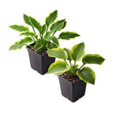 The Three Company Hosta plant front view with large green leaves