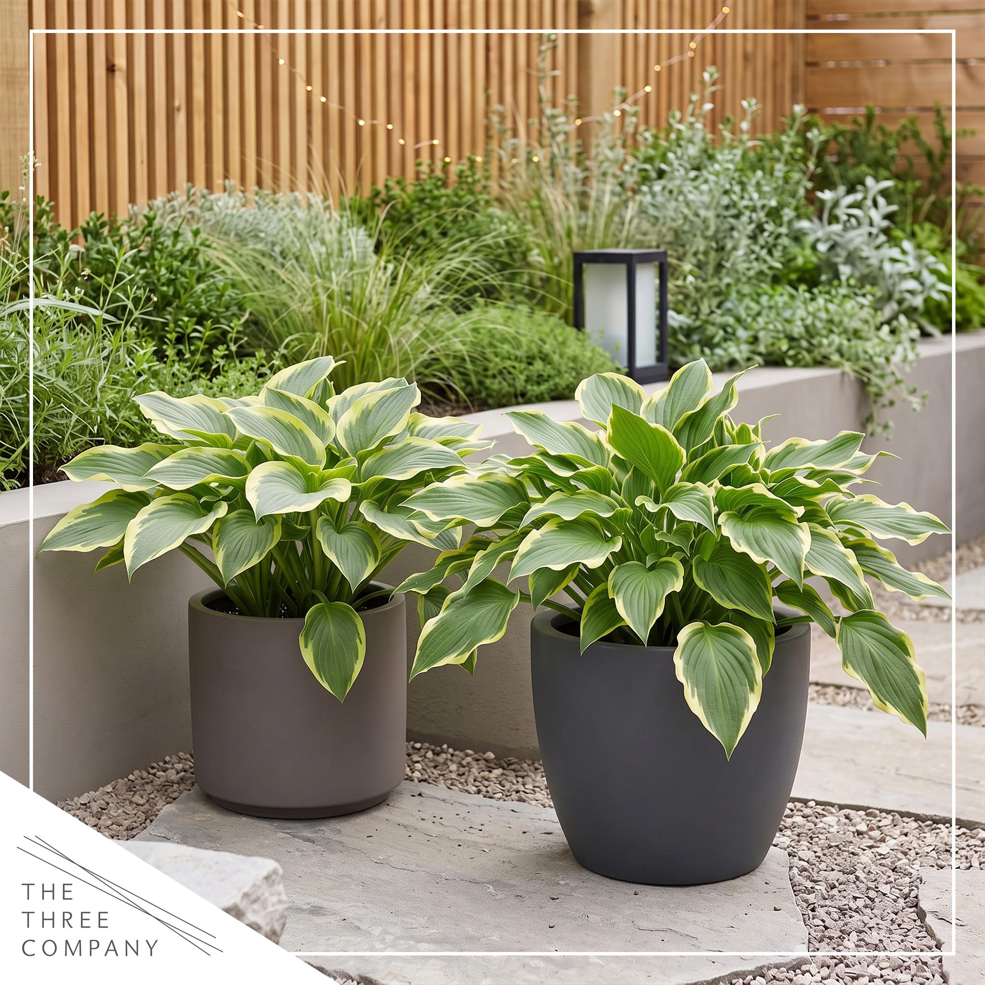 The Three Company Hosta plants with autumn yellow leaves