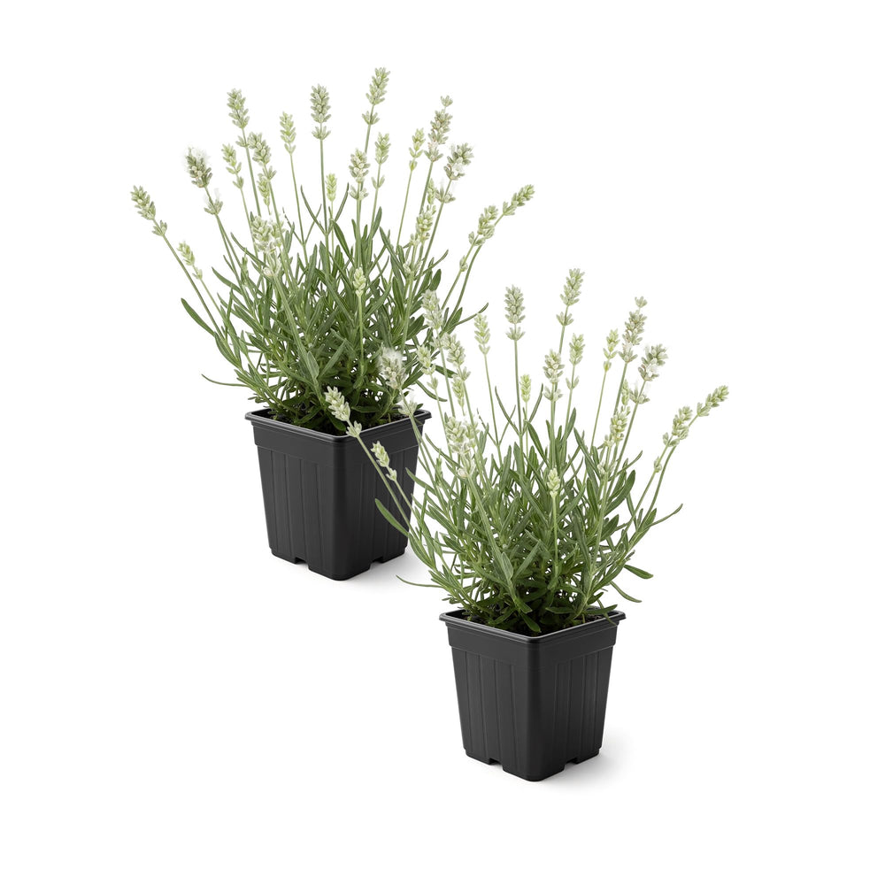The Three Company Lavender 2 Pack white blooming plants in pots