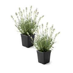 The Three Company Lavender 2 Pack white blooming plants in pots