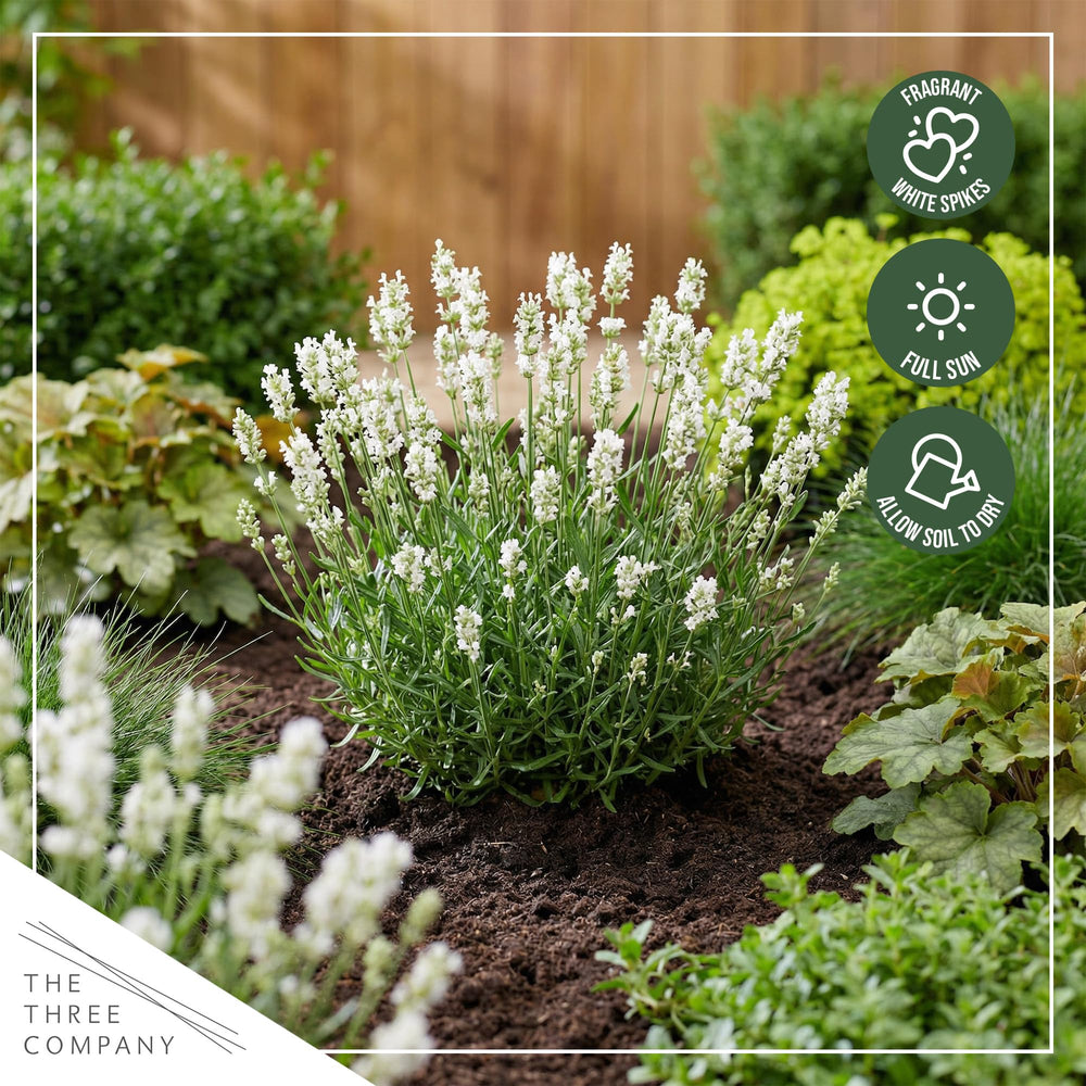The Three Company Lavender plants in 1-quart pots