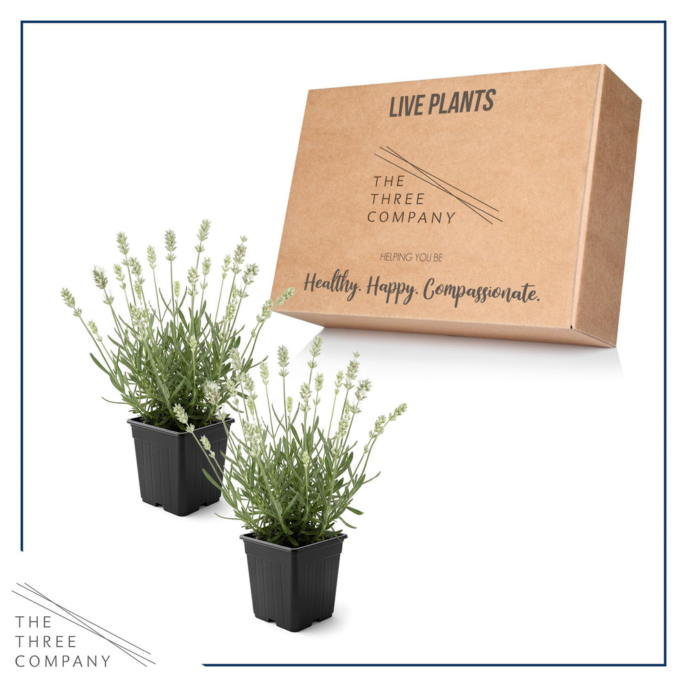 The Three Company Lavender plants showing compact growth