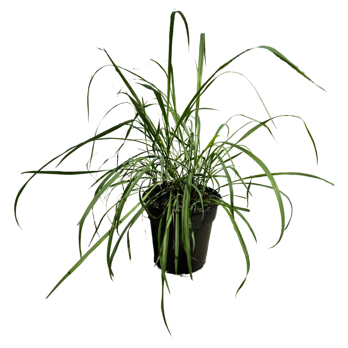 The Three Company Lemongrass live herb in 1.5 Qt pot front view