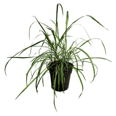 The Three Company Lemongrass live herb in 1.5 Qt pot front view