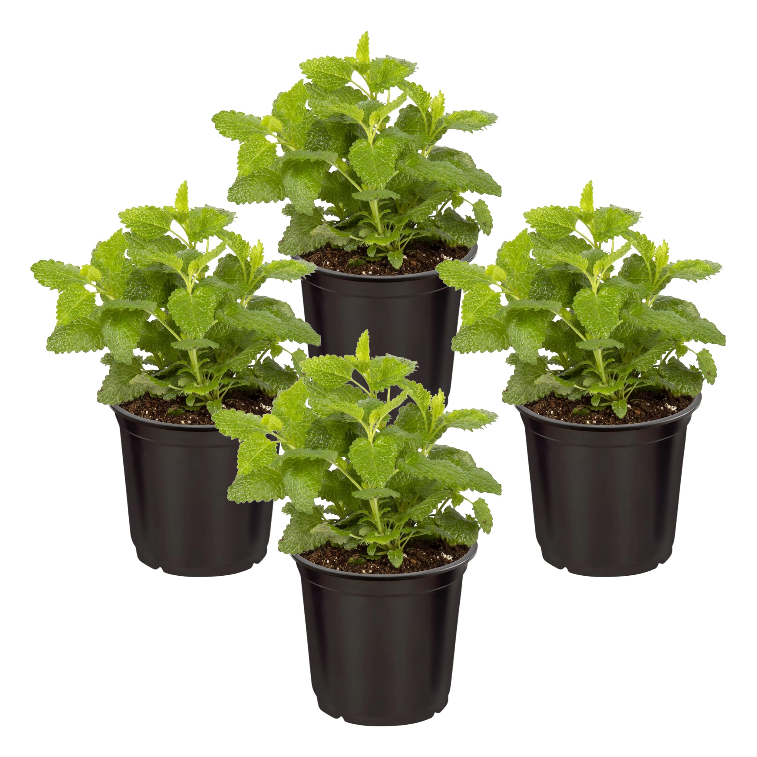 The Three Company Sage Herb 4 Pack front view with lush green foliage