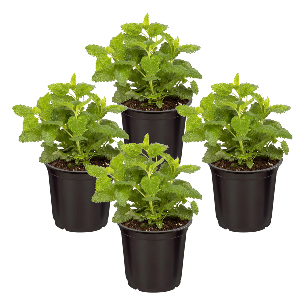 The Three Company Sage Herb 4 Pack front view with lush green foliage