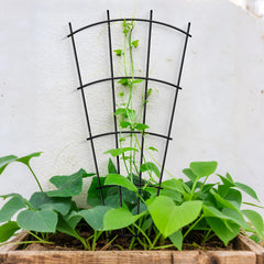 Thealyn 32" metal plant trellis holding climbing plants