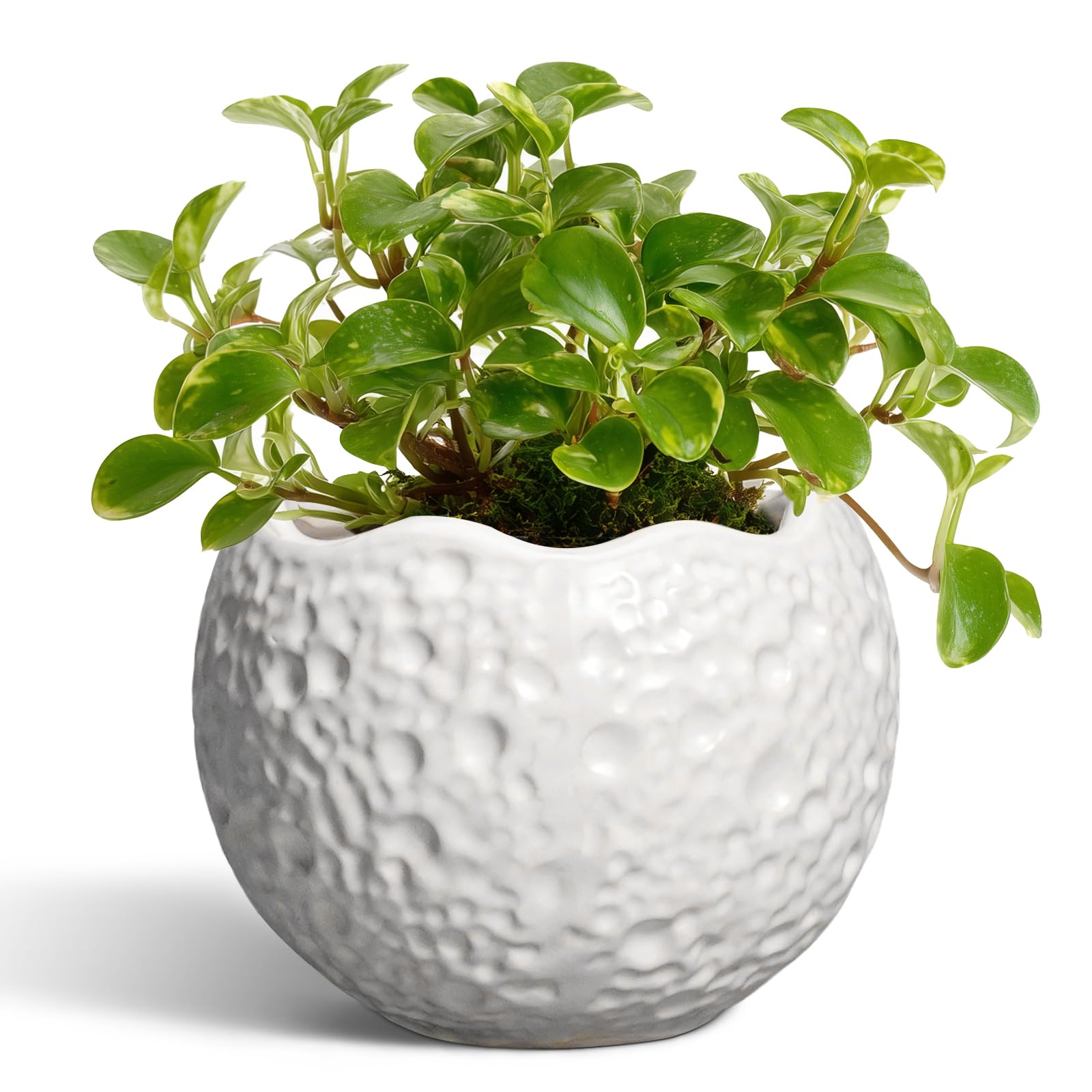 Thirtypot 4 Inch Ceramic Plant Pot in white front view