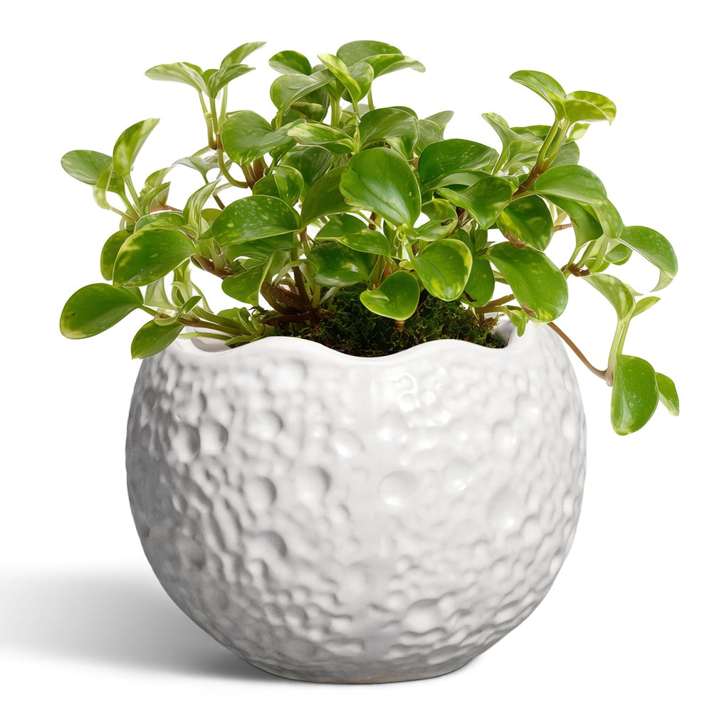 Thirtypot 4 Inch Ceramic Plant Pot in white front view