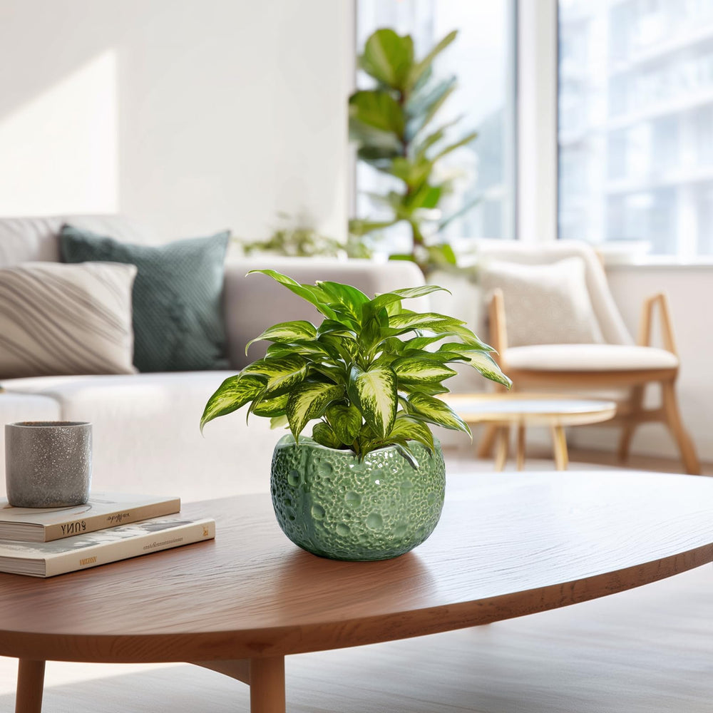 Thirtypot Ceramic Planter for Indoor and Outdoor use