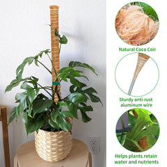 Three Dimpoo 47'' moss poles in natural setting