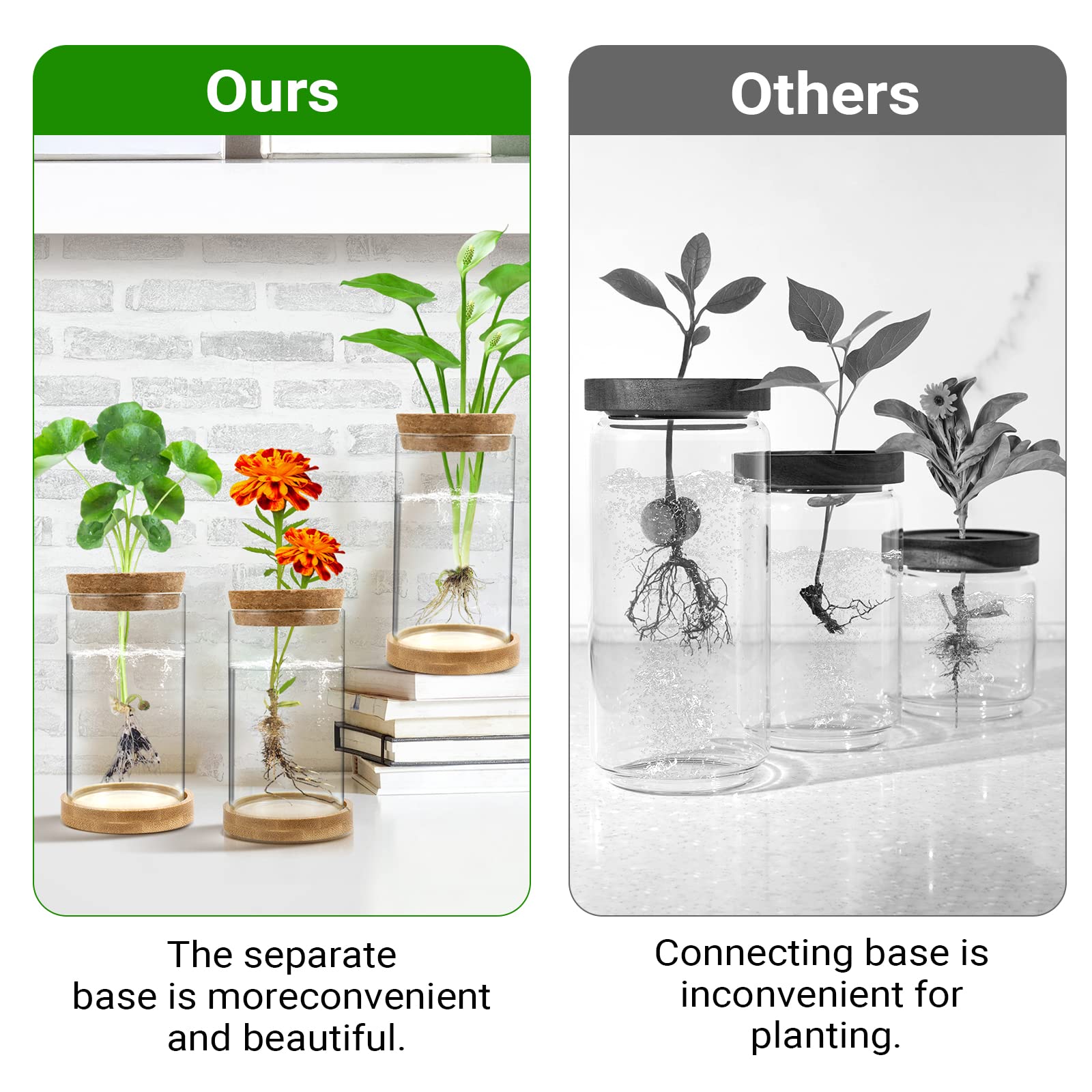 Three glass propagation vases with plants inside