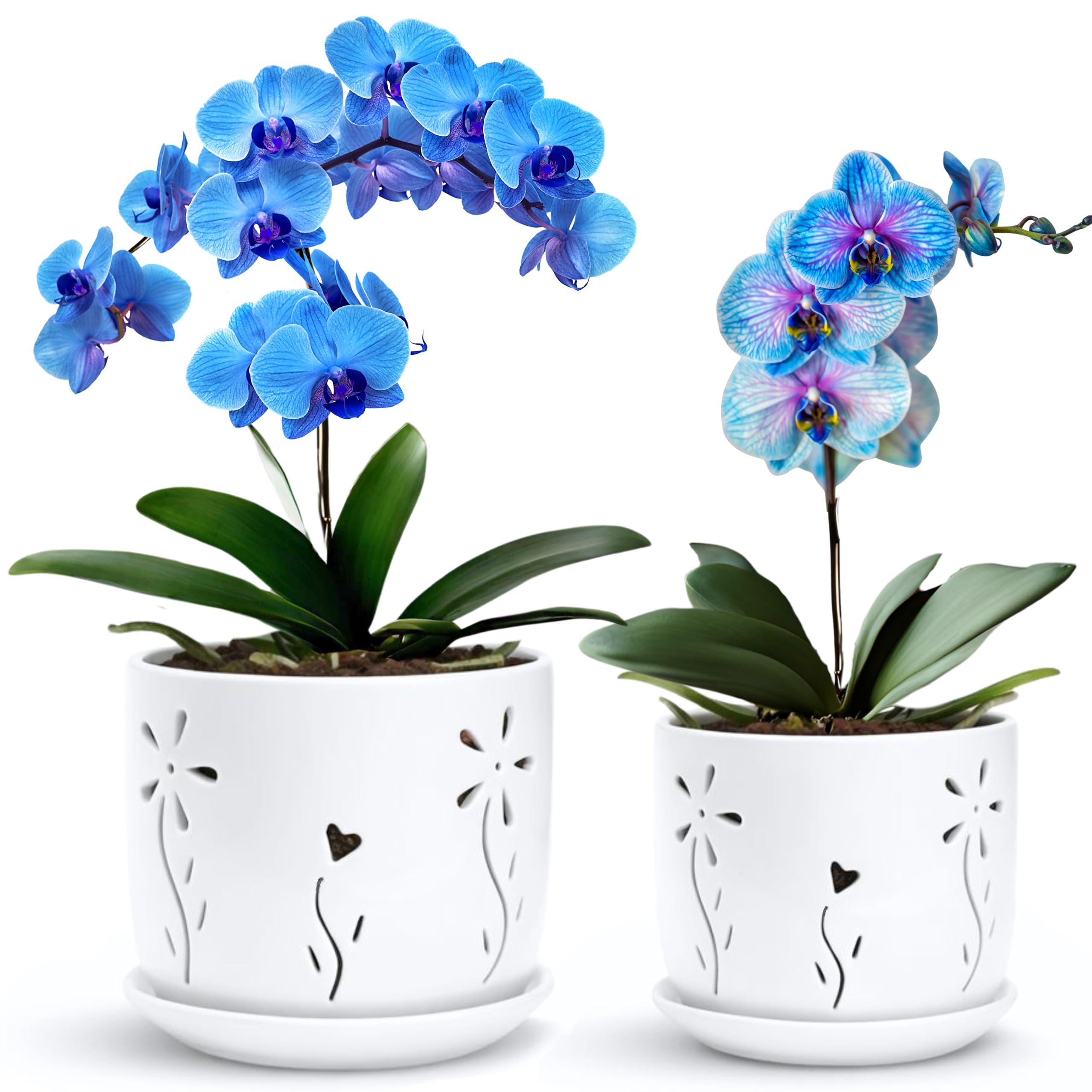 Thriving Thicket 5-inch white ceramic orchid pot with saucer