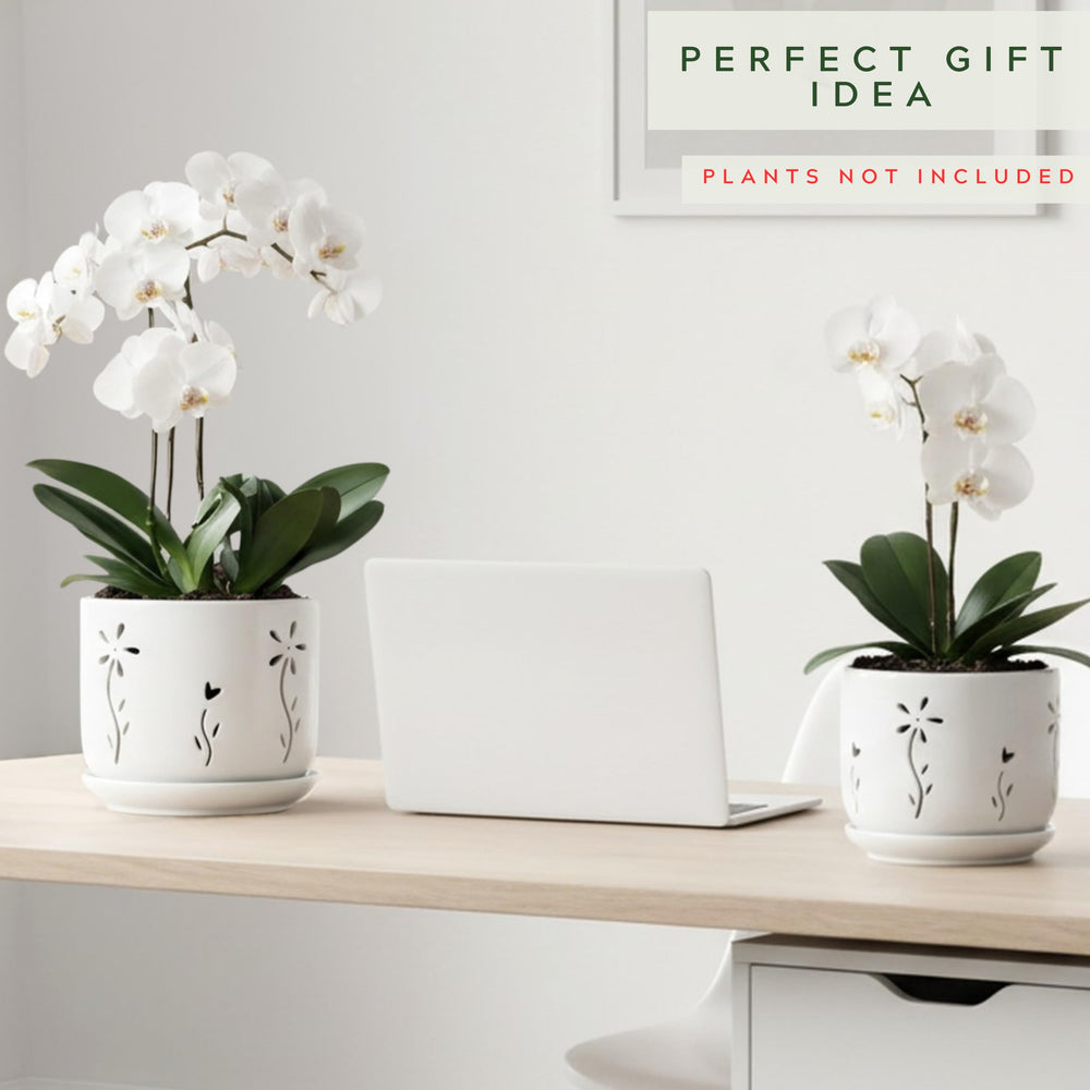 Thriving Thicket orchid pots displayed with blooming orchids