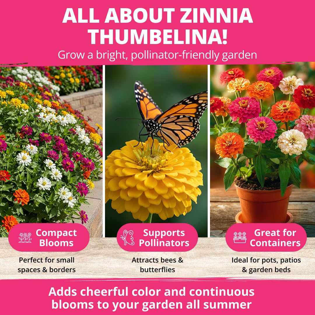 Thumbelina Dwarf Zinnias in a sunny patio setting