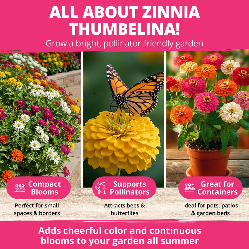 Thumbelina Dwarf Zinnias in a sunny patio setting