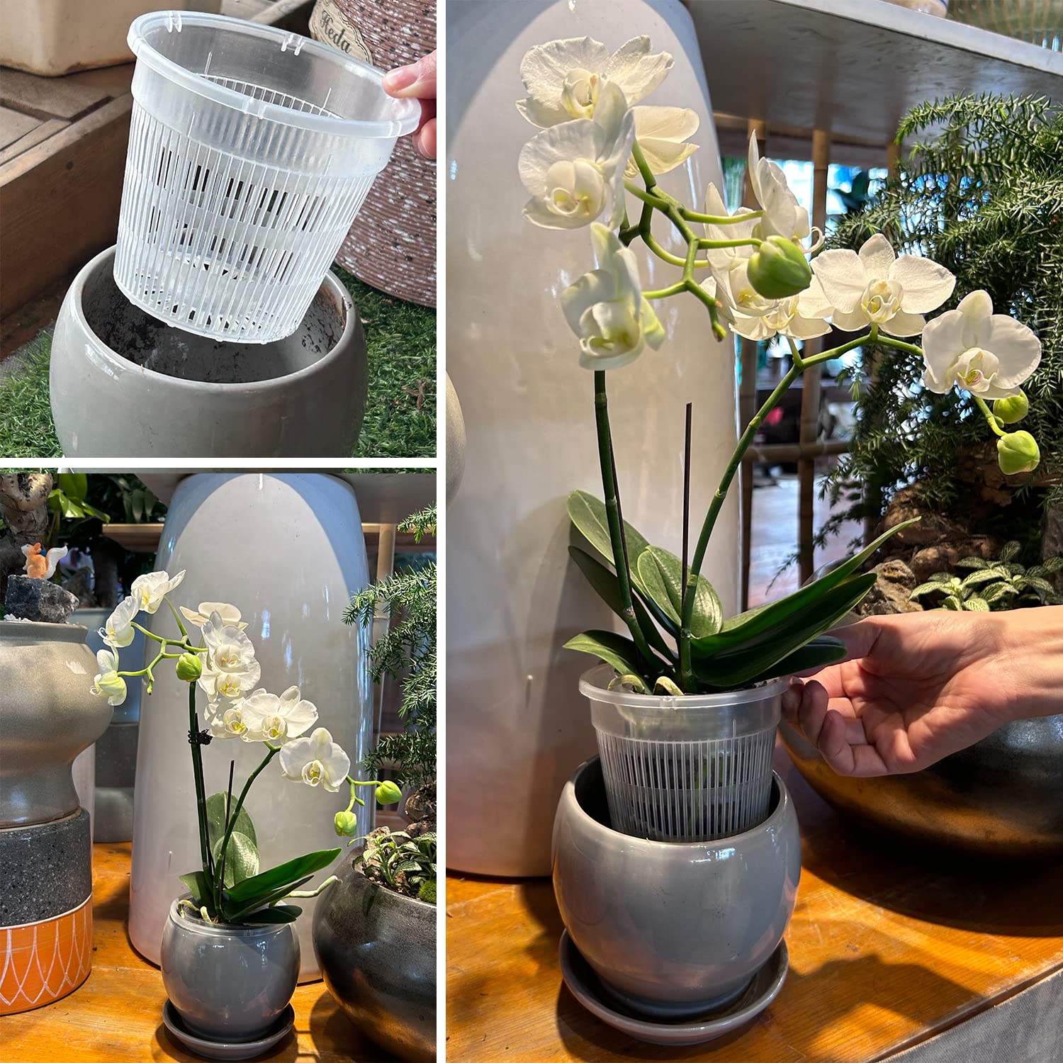 Tialero Orchid Pots in a decorative setting on a countertop
