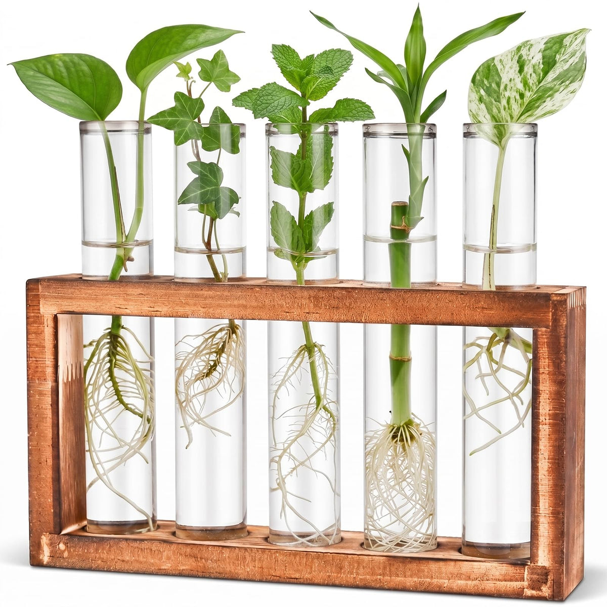 Tigvio Desktop Glass Plant Propagation Station with 5 tubes