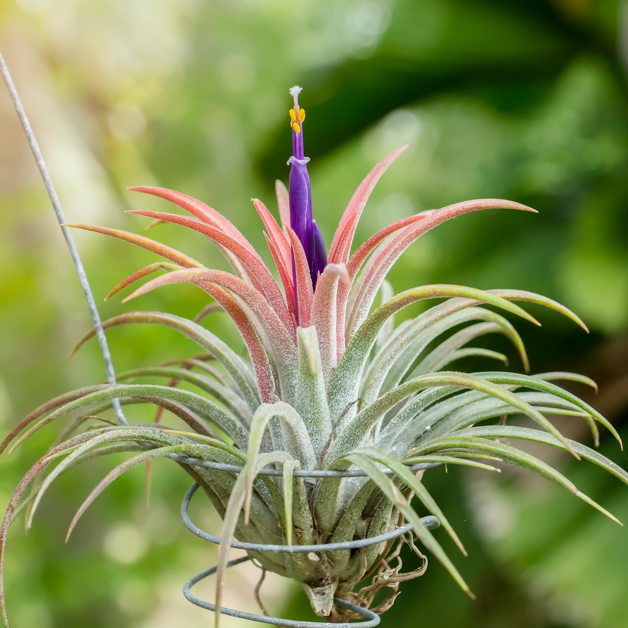 Tillandsia air plants in an office setting