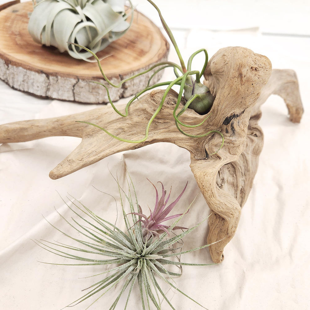 Tillandsia air plants in shelf display