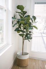 TIMEYARD Plant Basket with indoor plant inside