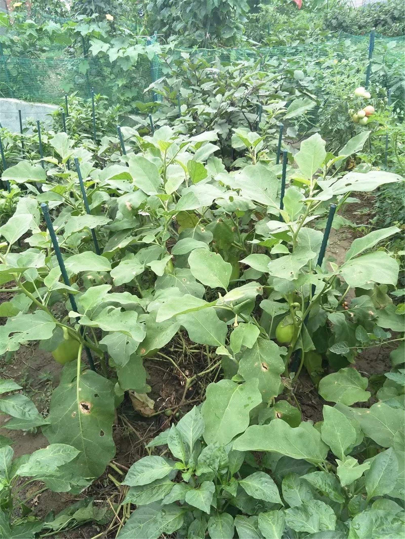 Tingyuan 24-inch stakes next to peppers in a garden