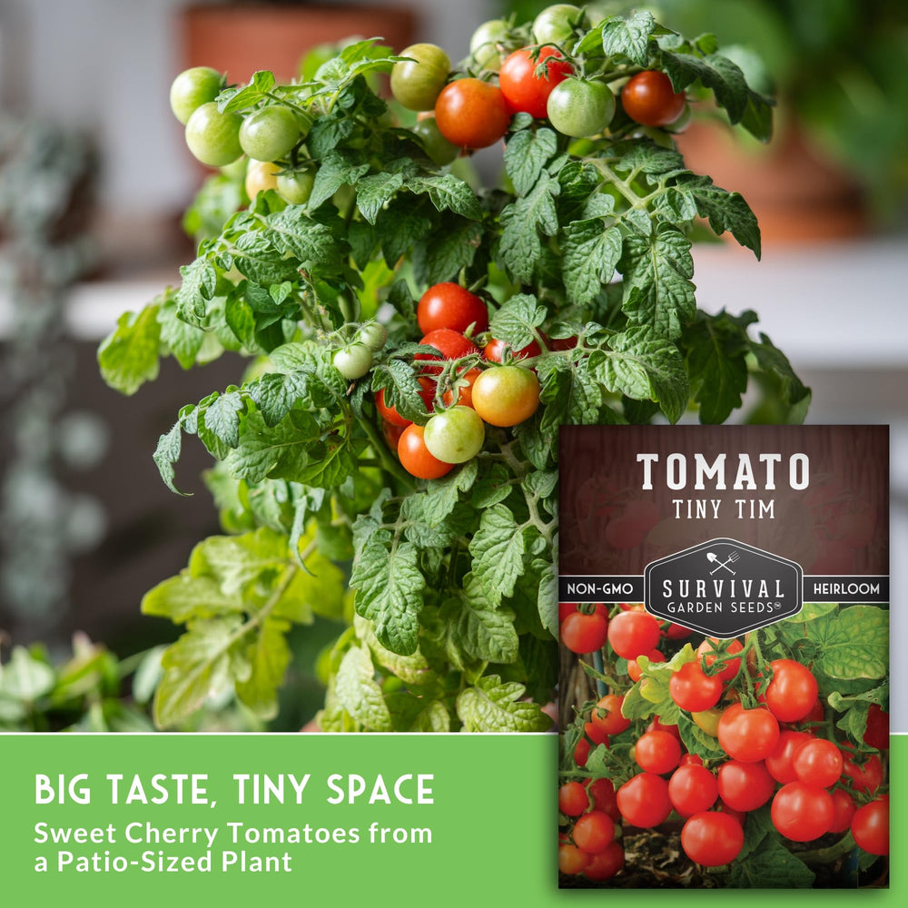 Tiny Tim tomato plants in pots indoors