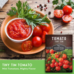 Tiny Tim tomatoes growing in a pot on a sunny balcony