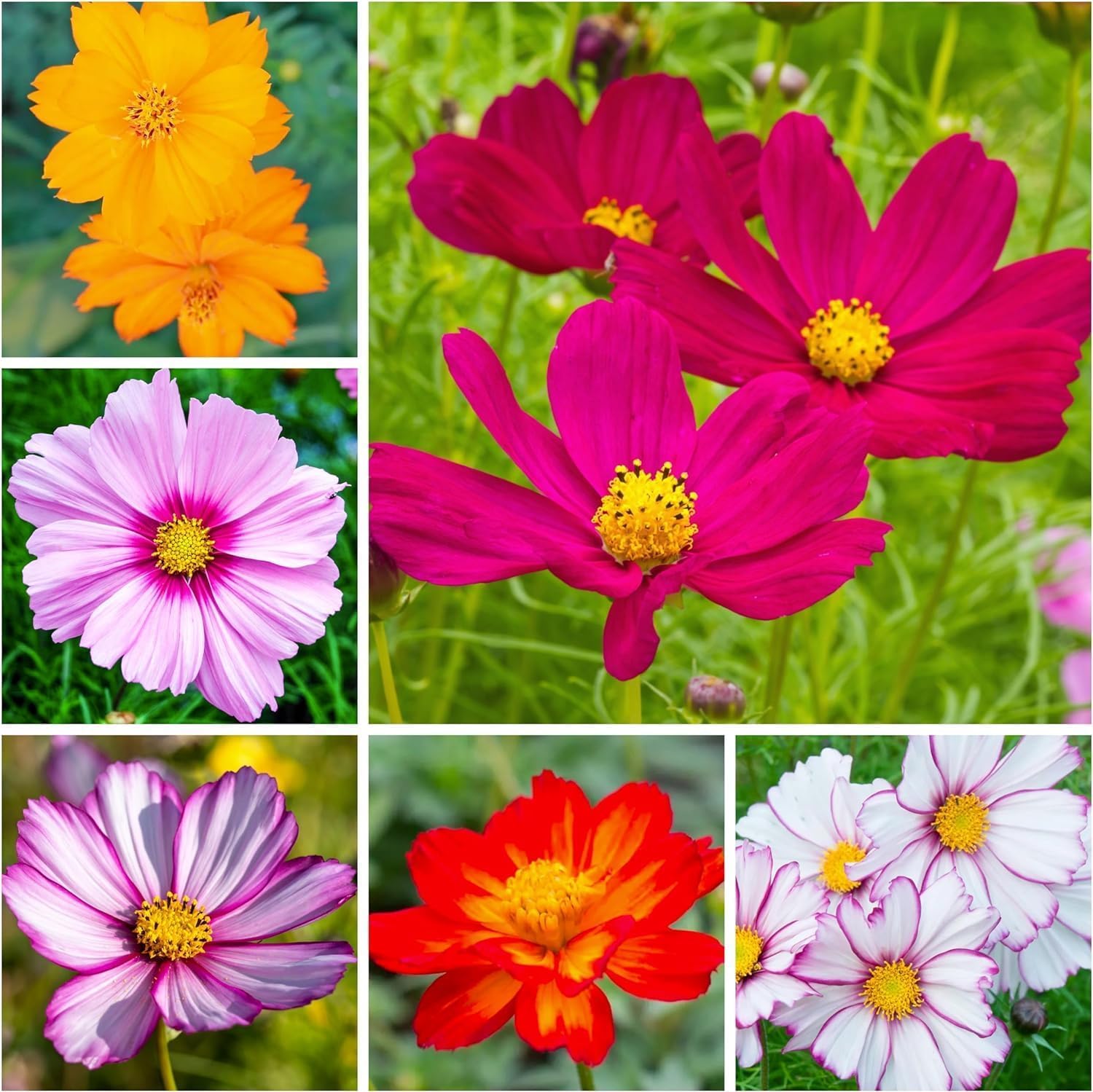 TLSSCO Cosmos Seeds packet with a beautiful design