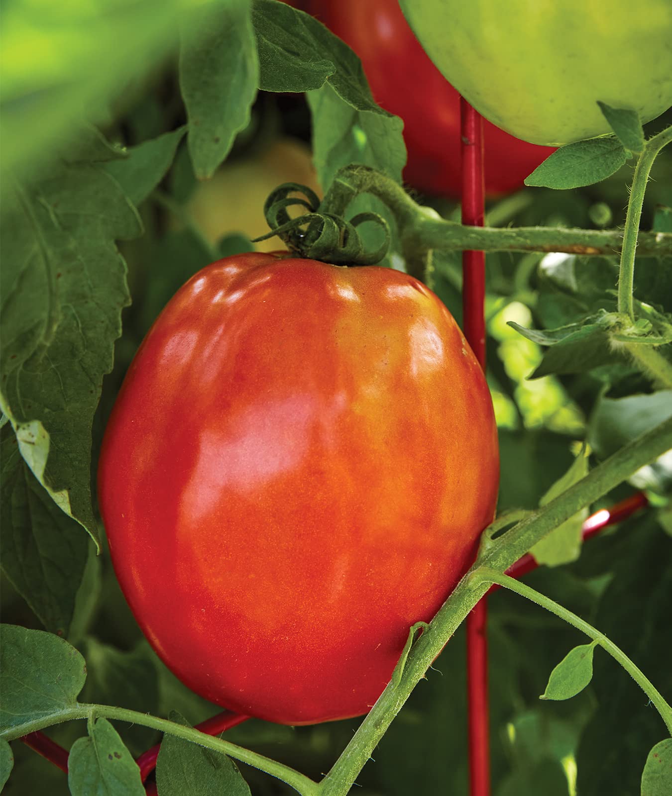 Tomato plant in garden with sunlight