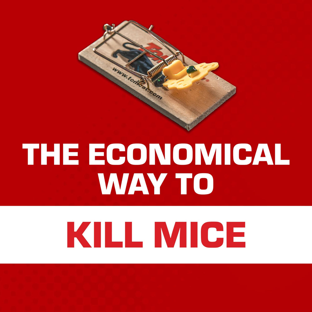 Tomcat Mouse Trap set up for use