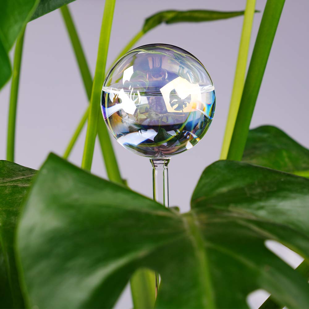 Tomorotec watering globe being inserted into soil