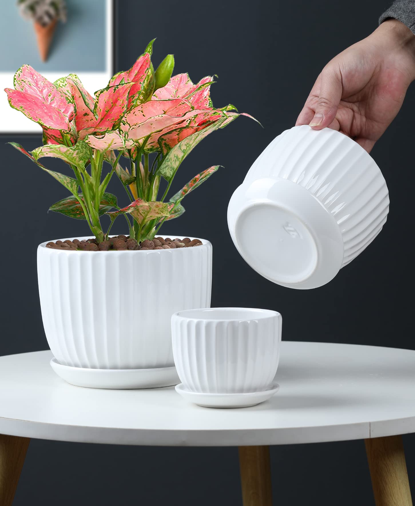 Ton Sin Ceramic Pots in a bright indoor setting