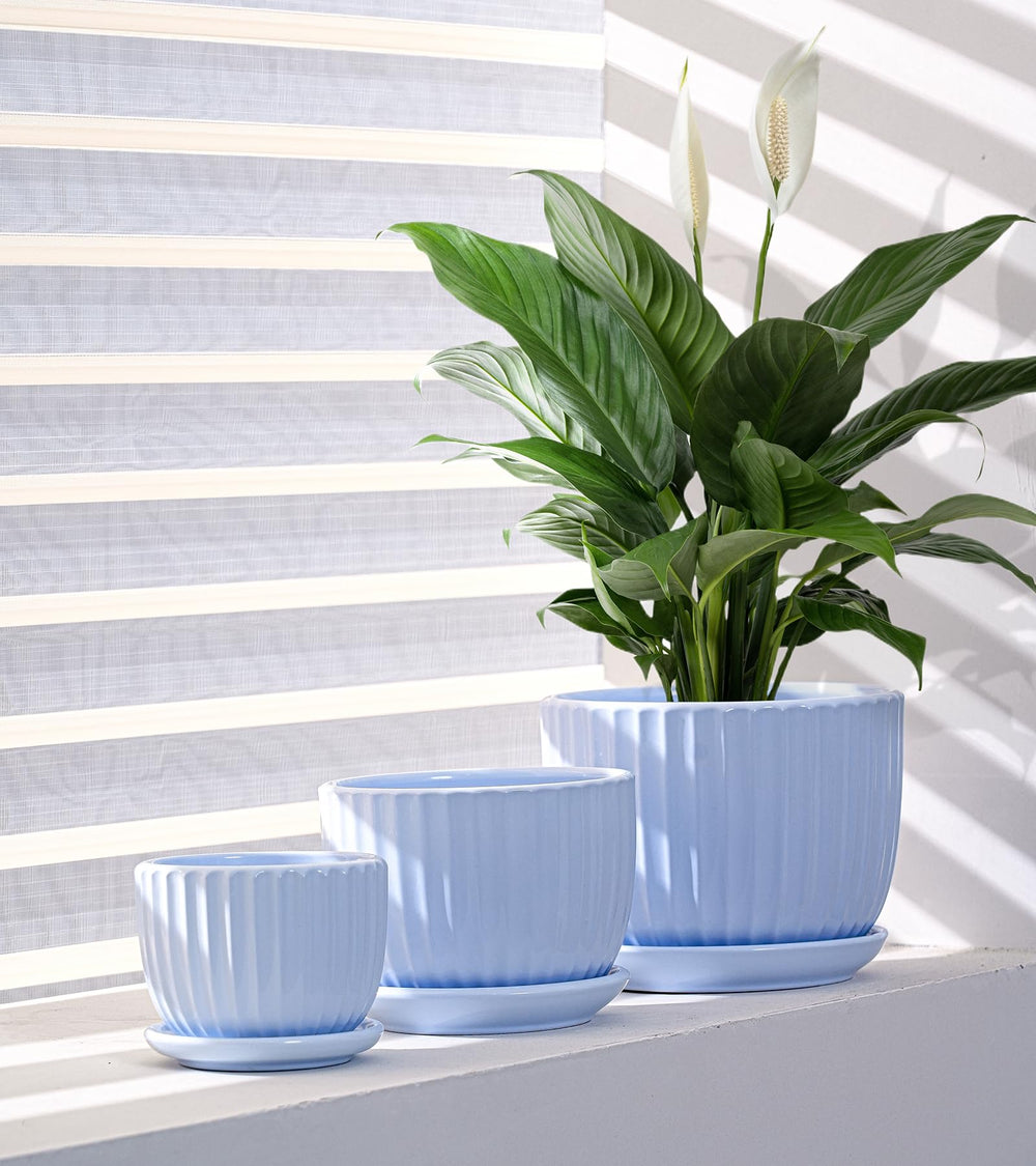 Ton Sin Sky Blue Ceramic Flower Pot with plant on a shelf