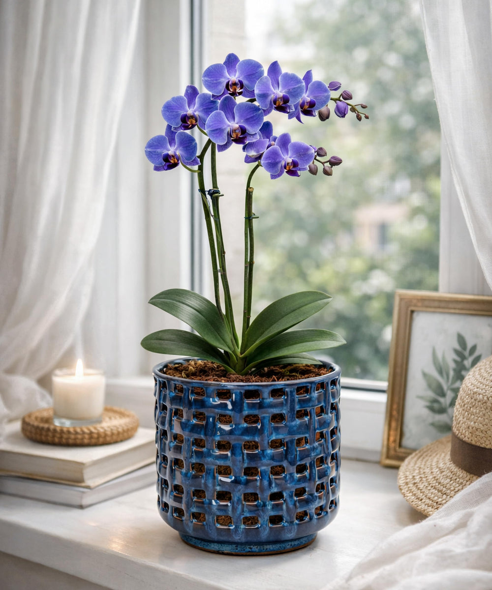 Top view of D'vine Dev Orchid Pot showcasing plant roots