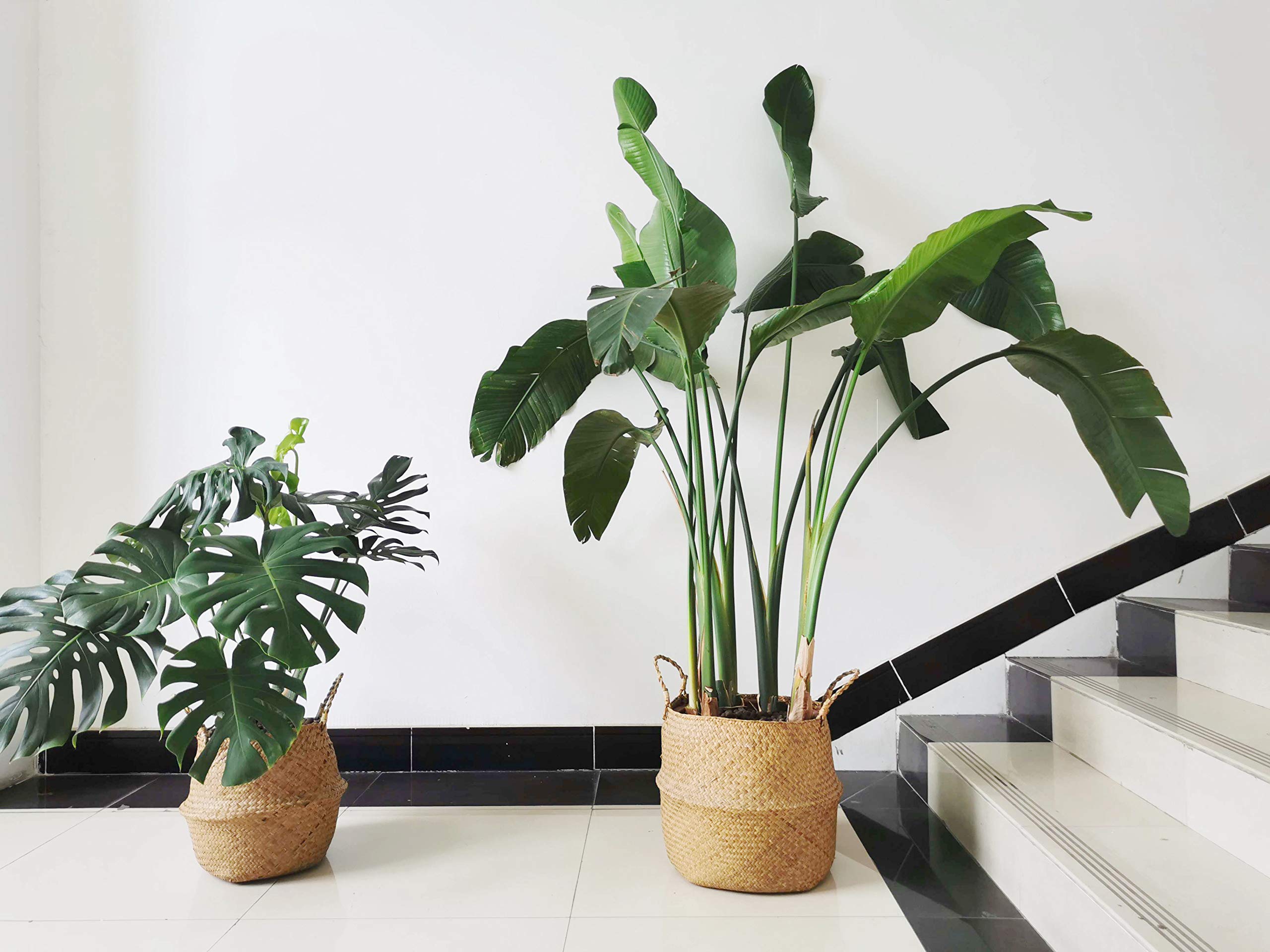 Top view of DOKOT Seagrass Plant Basket